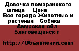 Девочка померанского шпица. › Цена ­ 40 000 - Все города Животные и растения » Собаки   . Амурская обл.,Благовещенск г.